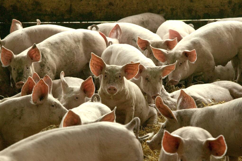 The Australian pork industry is ramping up biosecurity measures to ensure the nation remains African Swine Fever free.