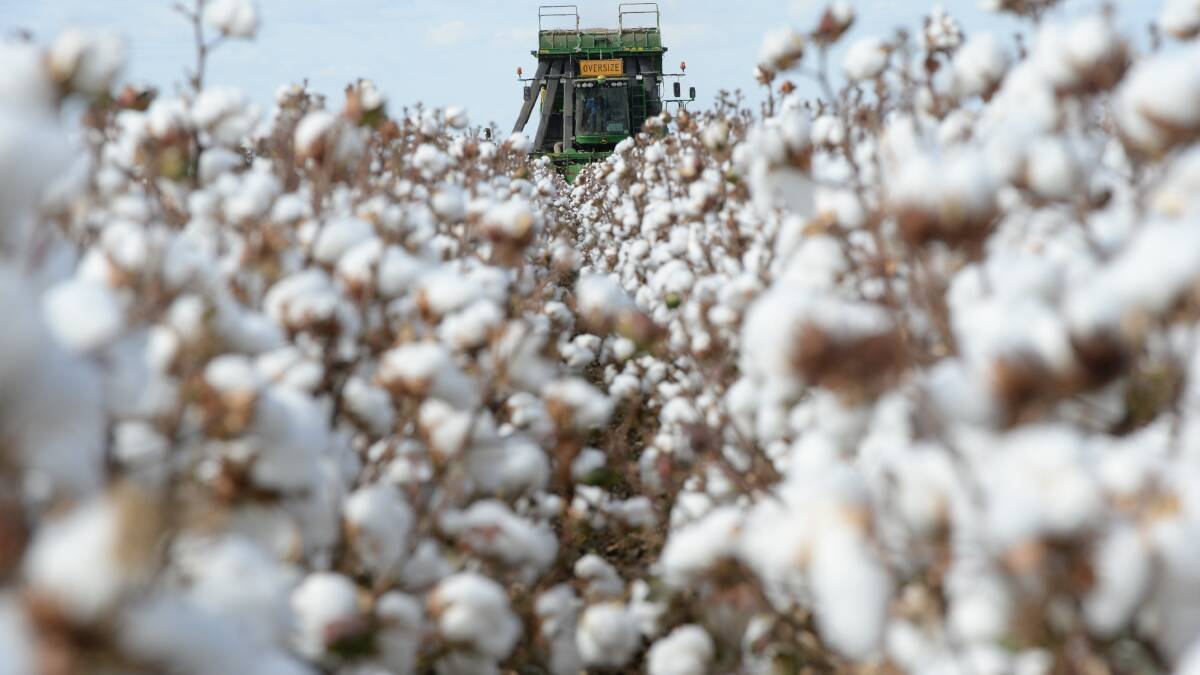 Cotton plantings slumped through the 2019-20 season due to a lack of water.