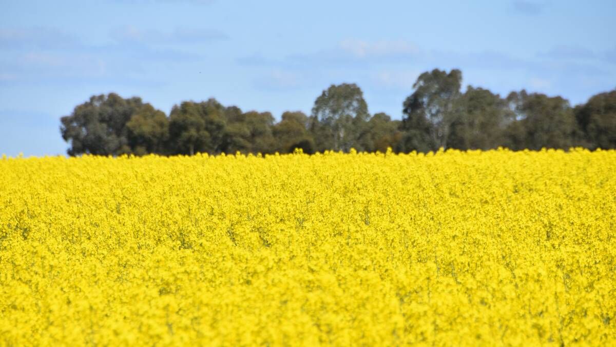 FULL FLOWER: Australian canola crops look excellent, but farmers are currently facing markedly lower prices than at sowing time.