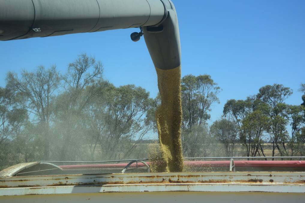 Australian growers have two more malt varieties to choose from. File photo.