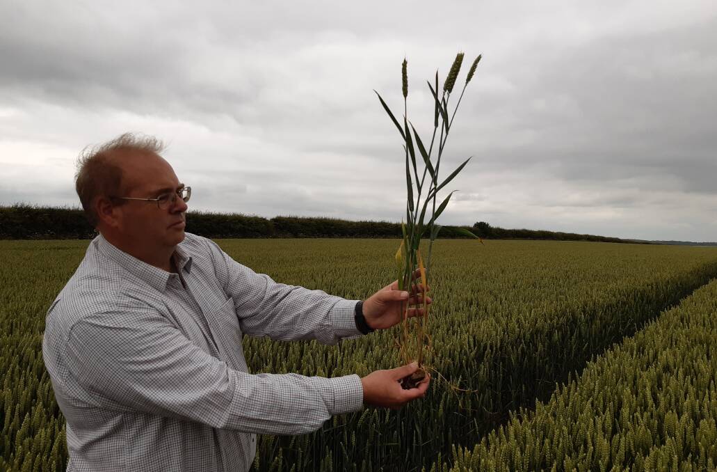English farmer Tim Lamyman has smashed the world wheat yield record. Photo from the Yield Enhancement Network.