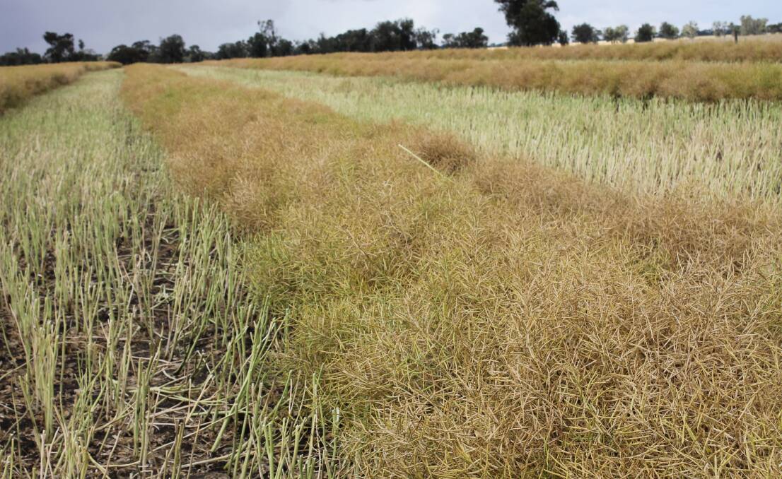 Canola breeders require access to untreated imported seed to conduct disease trial work. 