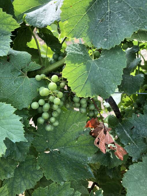 A new biofungicide product has achieved good results controlling botytris and powdery mildew in grapes.