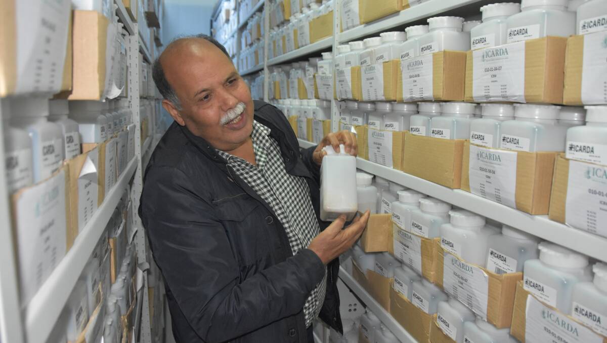 Ahmed Amri with some of the accessions, or crop samples, at the ICARDA gene bank in Rabat, Morocco.