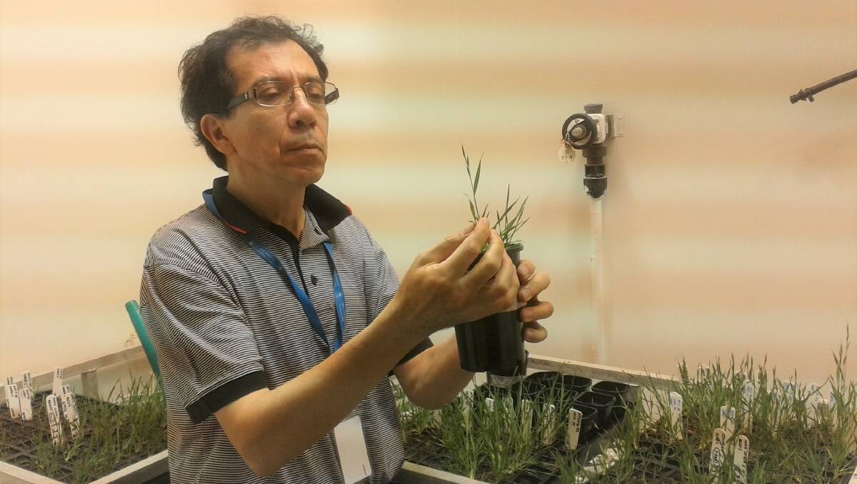 Kemal Kazan, CSIRO, has been investigating fusarium and how the pathogen is triggered into attacking crops.
