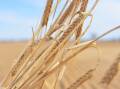 Barley Australia has officially been absorbed within Grains Australia after a merger deal was formalised.