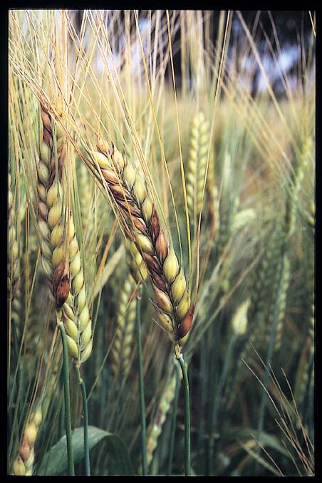 Fusarium is a devastating disease especially in durum wheat. Photo: GRDC.
