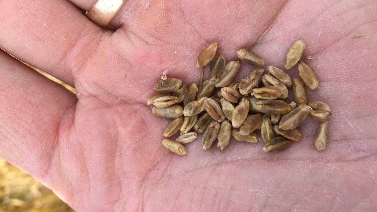 Frosted grain will often have low test weight and high screenings.