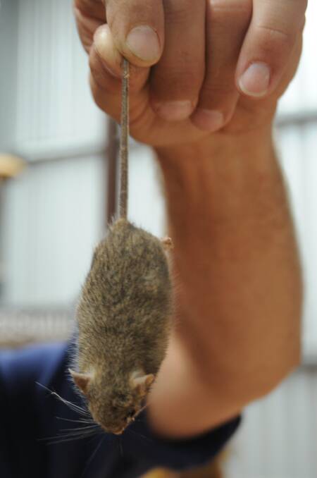 Mice are still causing problems in crops in parts of the country.