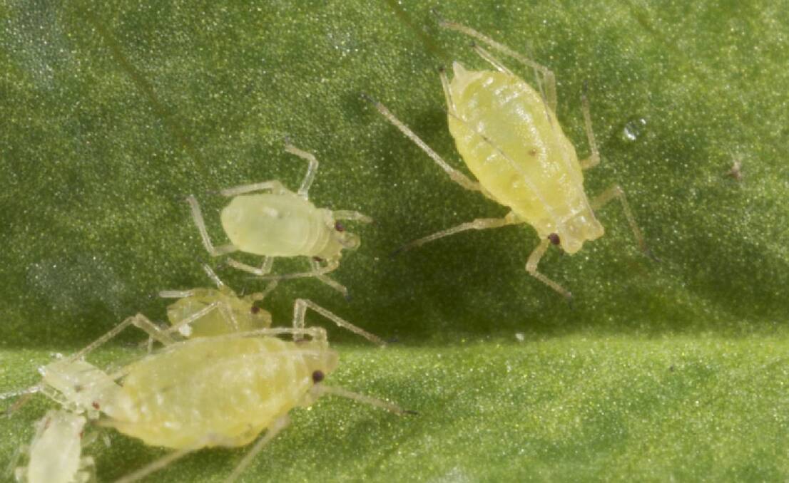There is a spread of green peach aphid populations with resistance to neo-nicotinoid insecticides. Photo: CESAR.