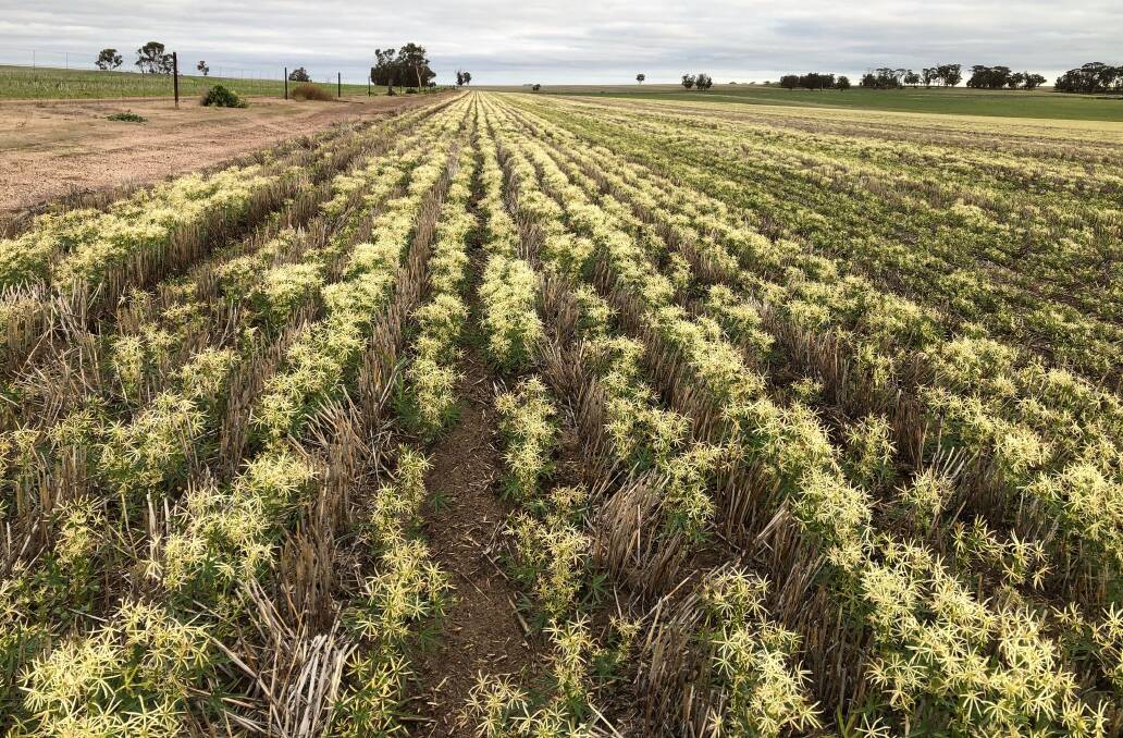 A farmer in WA captured this image of bleached lupins near a paddock treated with Overwatch.