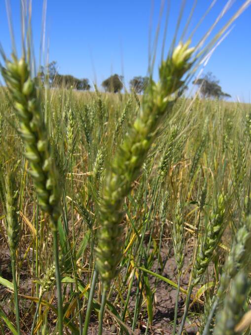 Crops across the nation struggled to cope with the record September heatwave. 