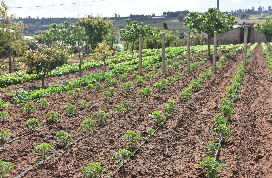 Morocco is making advances in its horticulture sector, moving from flood irrigation firstly to furrow irrigation to the situation today where many farms have drip irrigation accurately monitoring how much water each plant is getting.