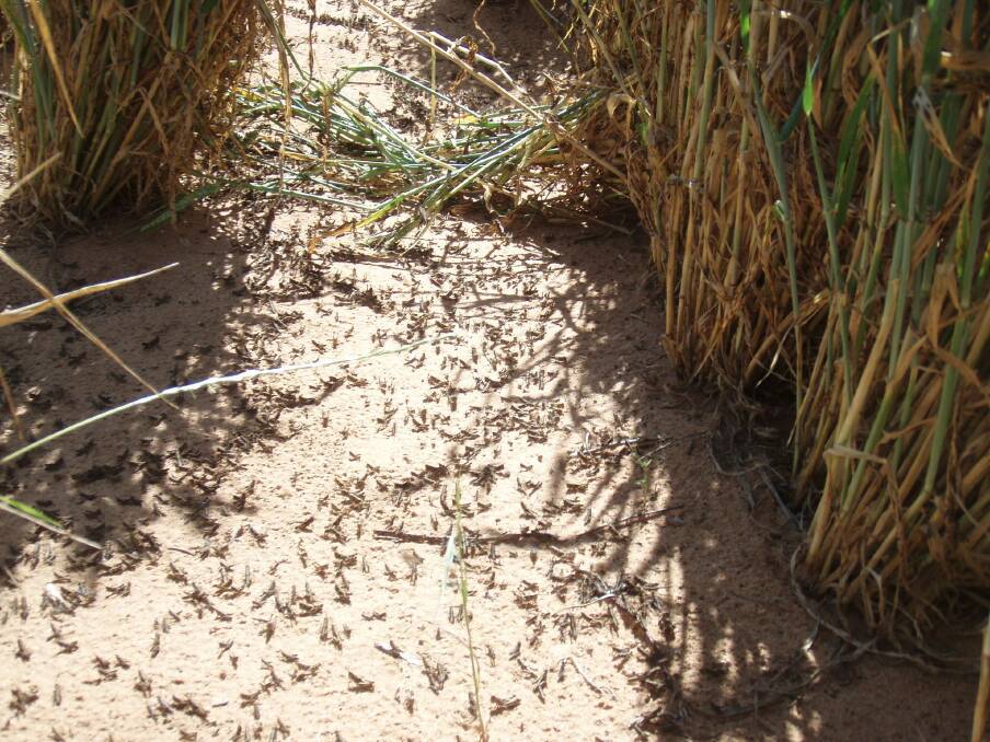 ON THE MARCH: Locusts numbers are rising in parts of eastern Australia.