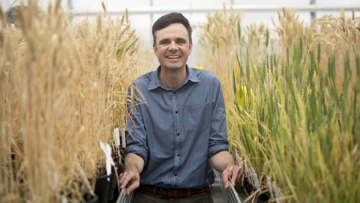 La Trobe University researcher James Hunt says winter wheat lines could play an important role in risk management for farmers in low and medium rainfall zones.