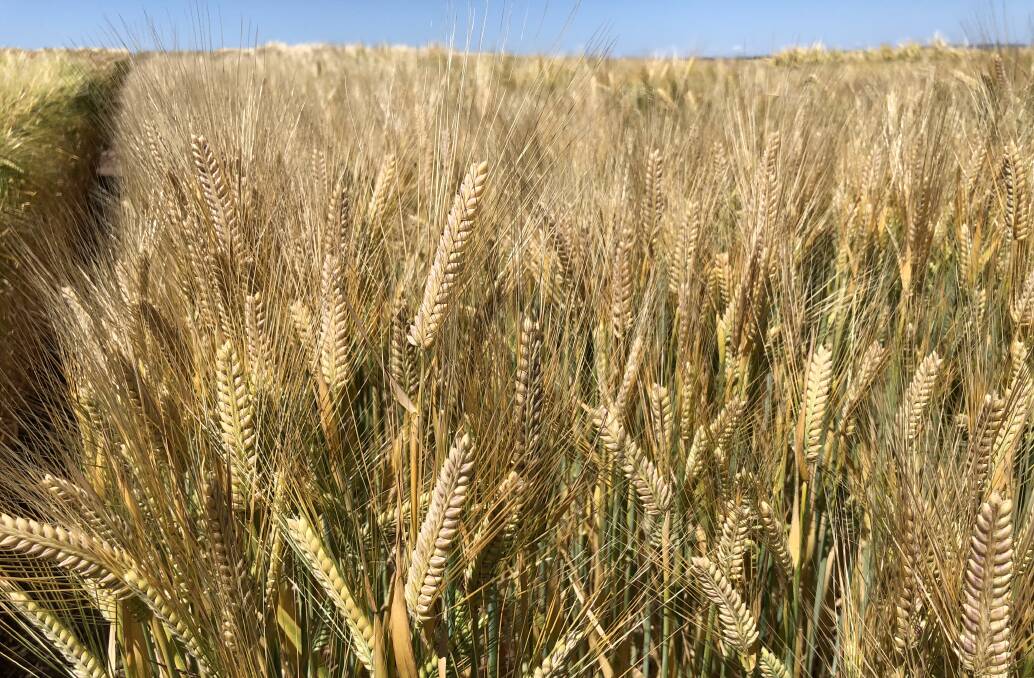 Australia is currently exporting barley to Saudi Arabia.