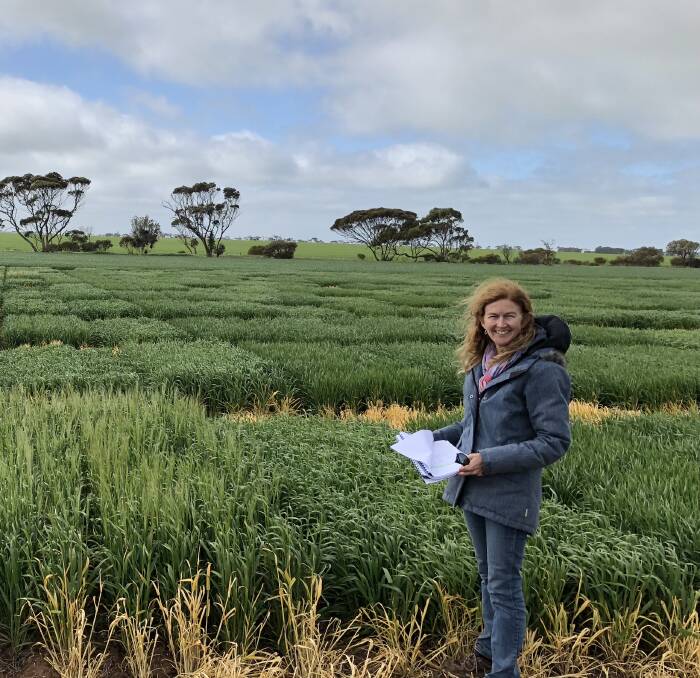 University of Adelaide researcher Amanda Box with a trial of the new barley variety Laperouse.