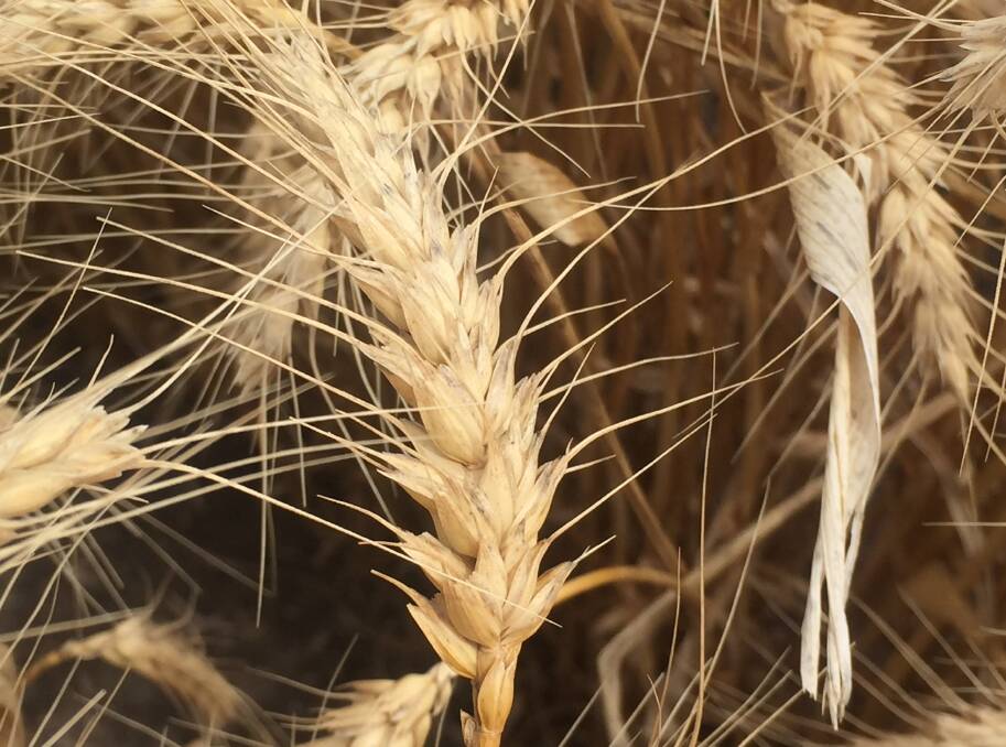 USDA wheat production forecasts for Australia are seen by the industry as being significantly too high given the drought and damaging frosts in many regions.