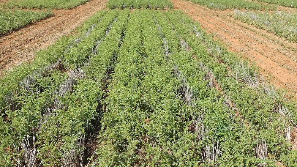 Trial work has shown the difference between ascochyta susceptible and resistant varieties of chickpeas.