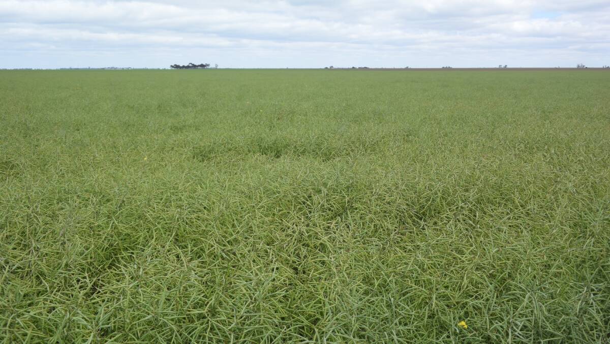 Canola crops are podding up nicely in key production areas in Australia, which will allow growers to take advantage of the high prices currently on offer for the oilseed. 