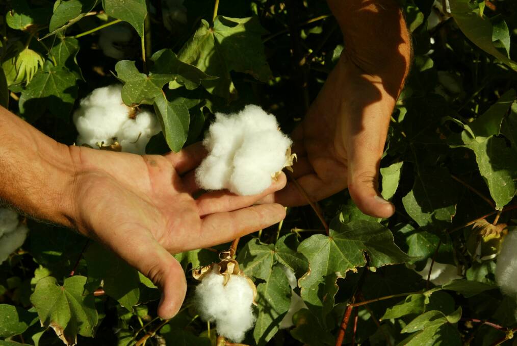 Australia will experience a rebound to more normal cotton production with the return of average rainfall according to ABARES.