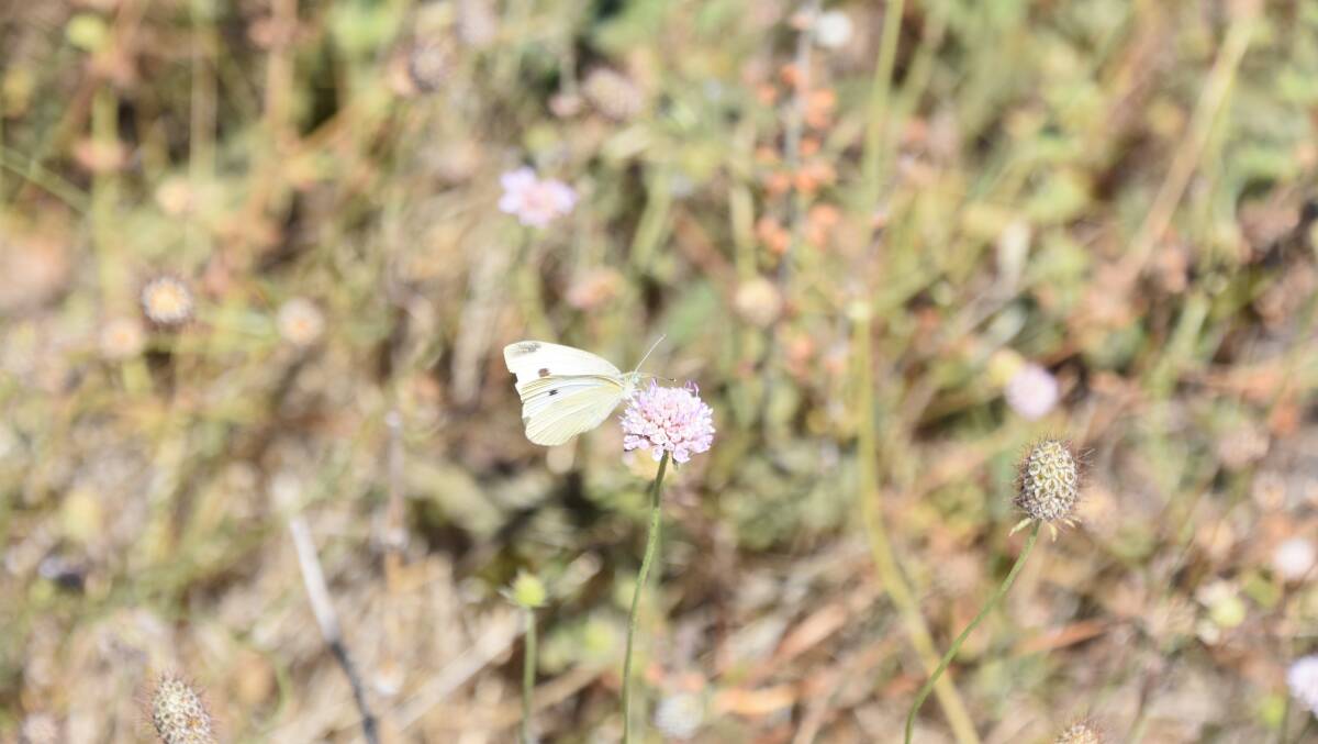 Paddocks and roadsides are awash with cabbage white butterflies. Photo by Gregor Heard.