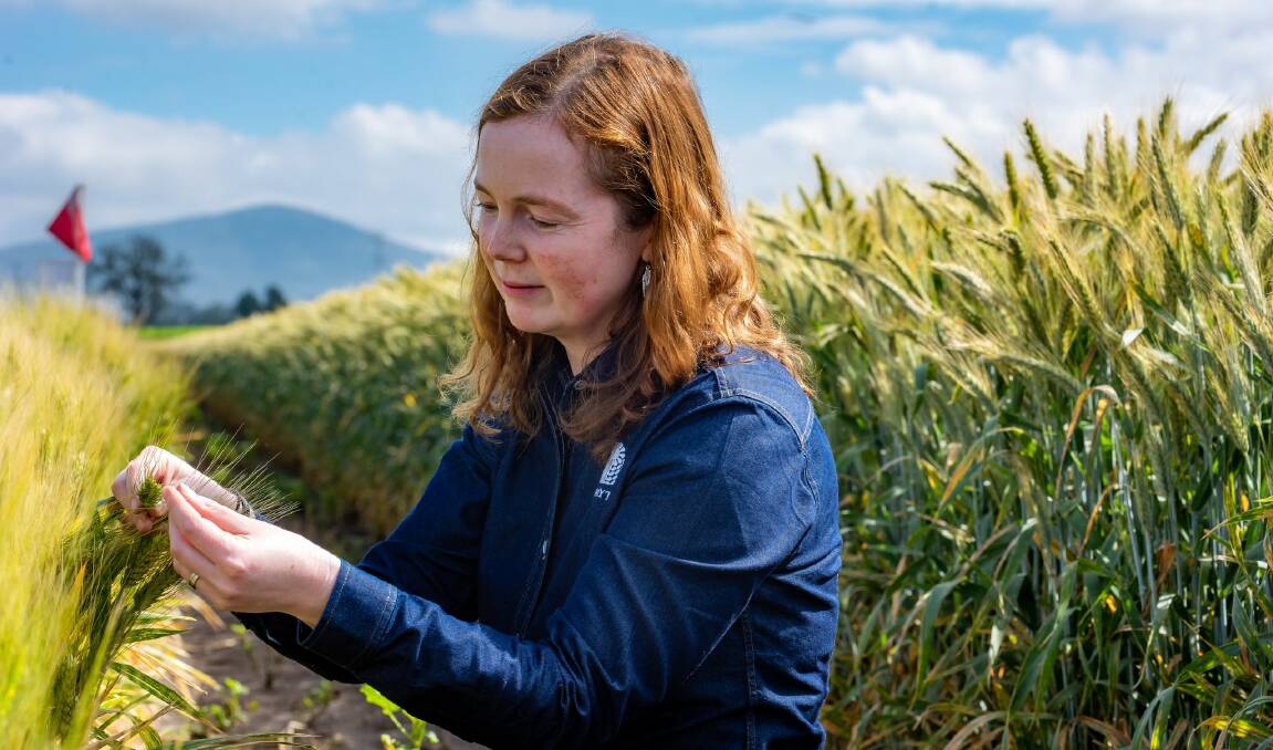 Alison Bentley is in charge of the CIMMYT global wheat breeding program.