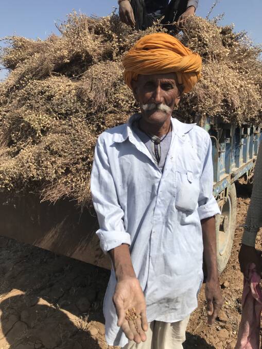 A Rajasthani farmer with chickpeas harvested by hand earlier this month.
