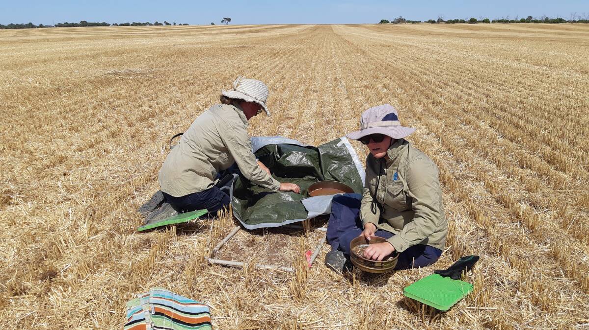 CSIRO researchers doing field research on mouse populations to measure mouse food supply. Photo courtesy of CSIRO.