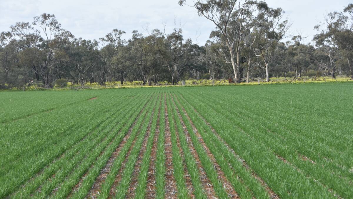 Crops in western Victoria look good visually still but are starting to run on empty in terms of available moisture following a dry winter.