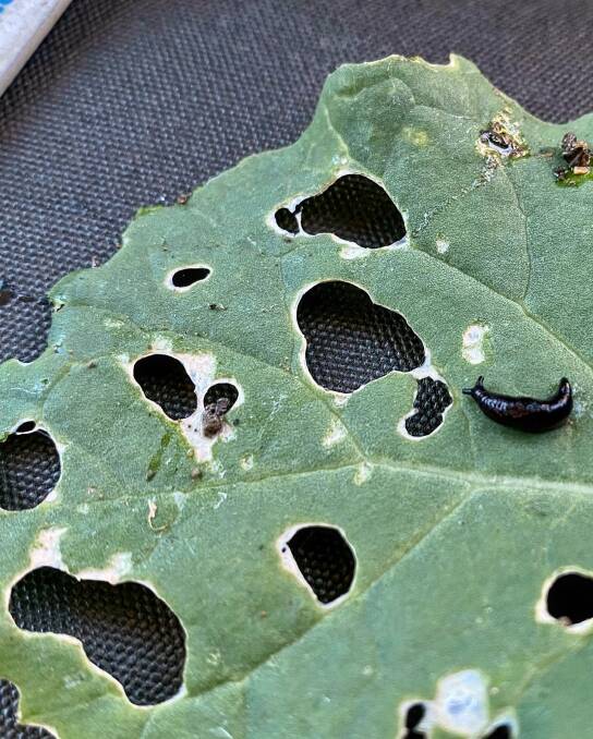 HOLEY MOLY: Slugs are very damaging in broadleaf crops. Photo: IK Caldwell.