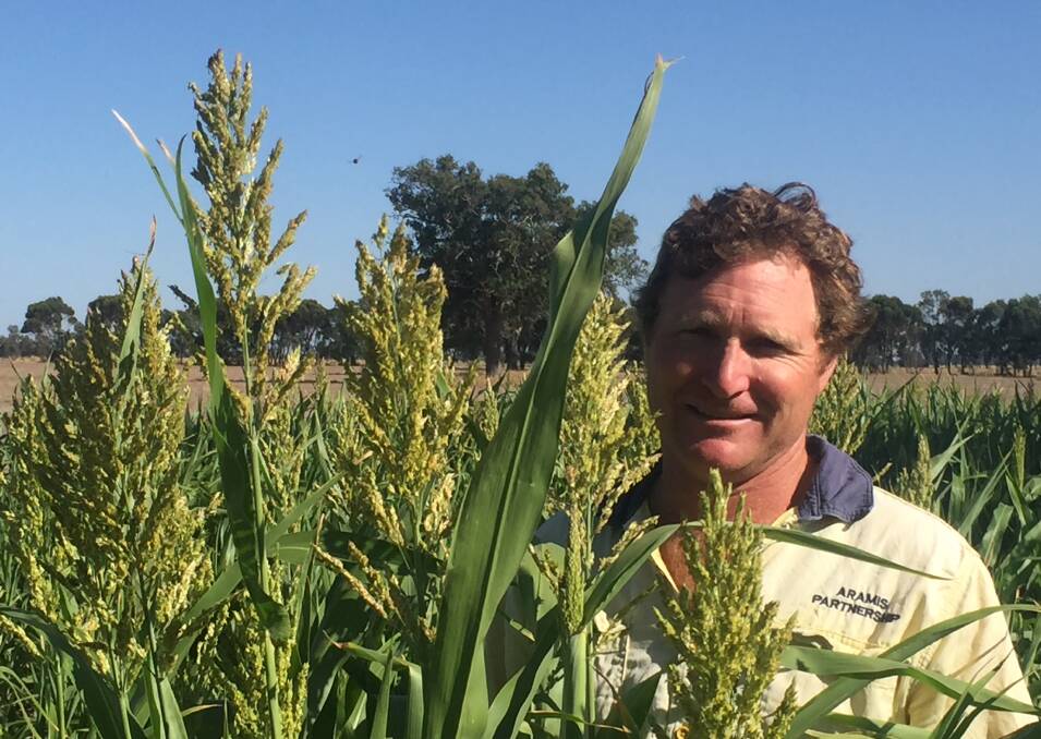 Wombelano farmer Mark Jarvis with a forage sorghum crop towering over his head.
