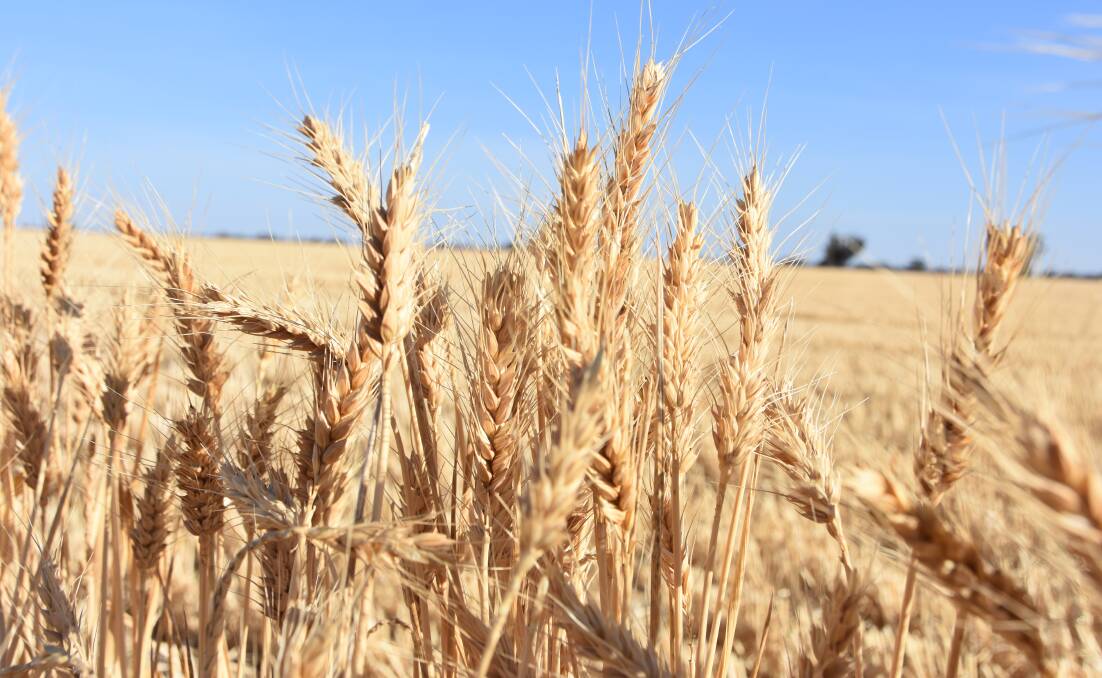 Australian wheat production hit record highs last season but is expected to fall in line with a return to drier seasonal conditions. Photo by Gregor Heard.