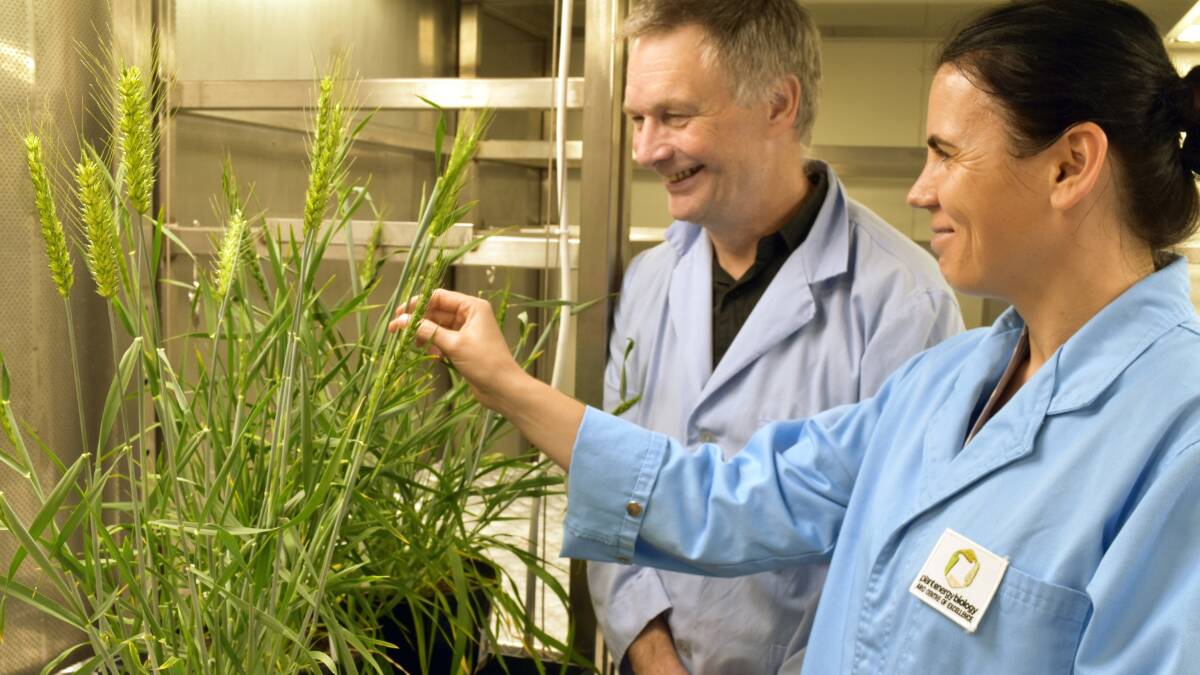 University of WA researchers Ian Small and Joanne Melonek played a major role in a recent research project mapping the genomes of 16 wheat varieties.