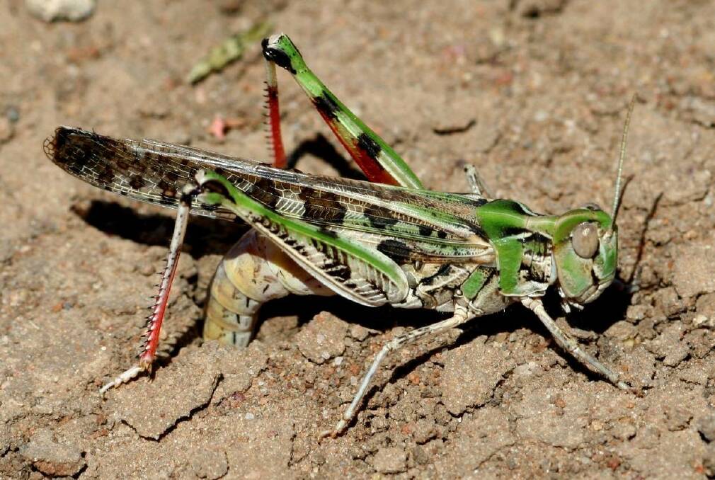 An adult femal Australian plague locust. Photo: Agriculture Victoria. 