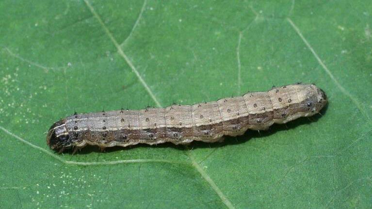 The innocuous looking fall armyworm is a major crop pest in places such as the Americas and Africa.
