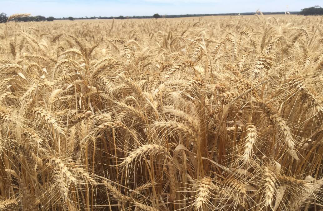 China is buying Australian wheat at record rates. Photo: Gregor Heard.