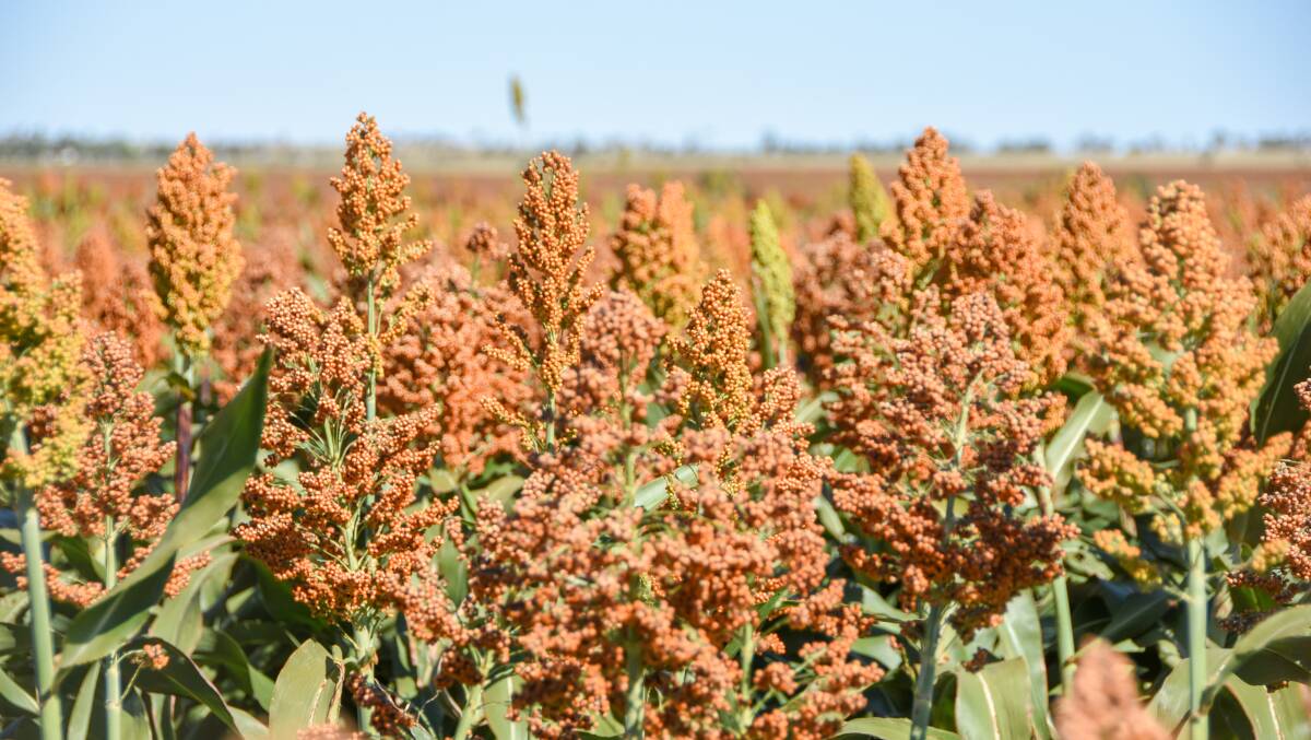 This healthy paddock of sorghum will be as rare a sight as hen's teeth this year due to the drought.