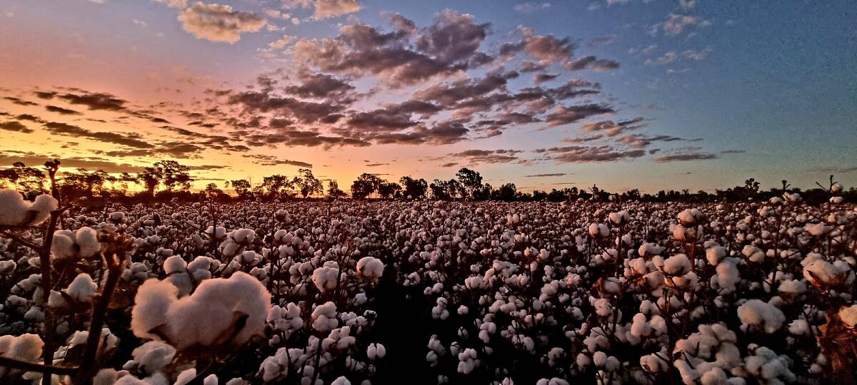 A cotton paddock at Emerald catches the light. Photo: Renee Anderson.