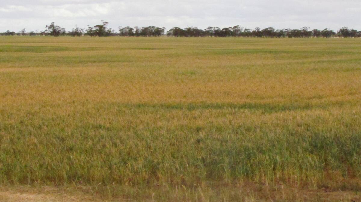 Drought impacted crops are a common sight through the Murray-Darling Basin this year. 