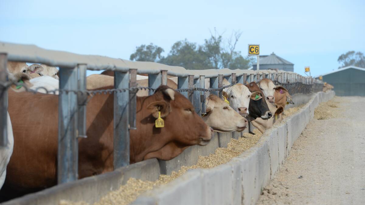 Farmers are crunching the numbers on opportunity lot-feeding cattle due to the abudance of cheap grain at present.