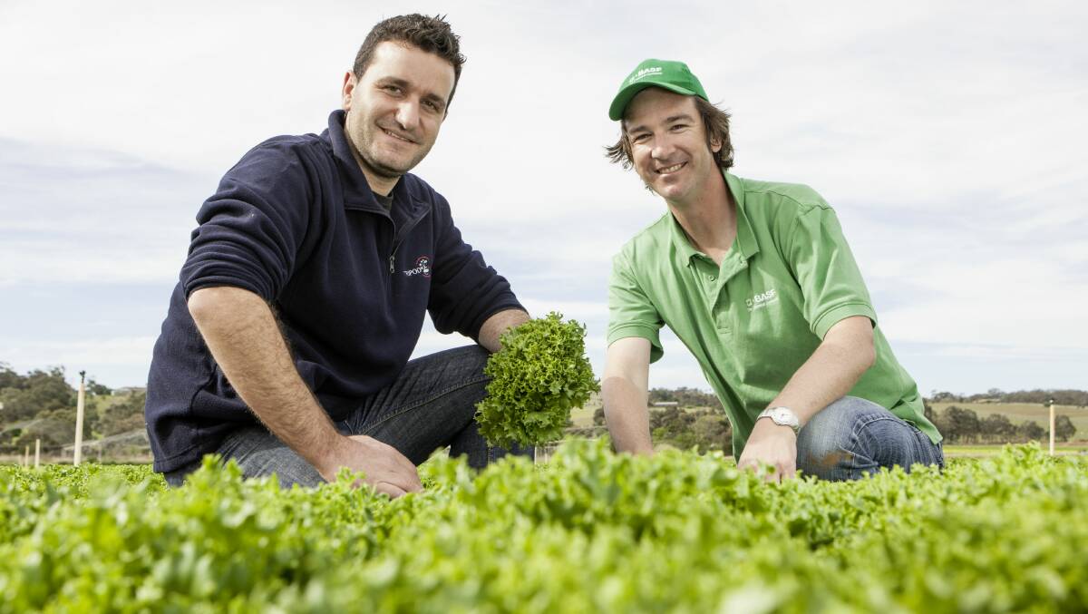 Frankie Russo, Tripod Farmers, Bacchus Marsh, Victoria and BASF Victoria area manager Lachlan Broad. Horticulturalists will benefit from the release of BASF's new insecticide product.