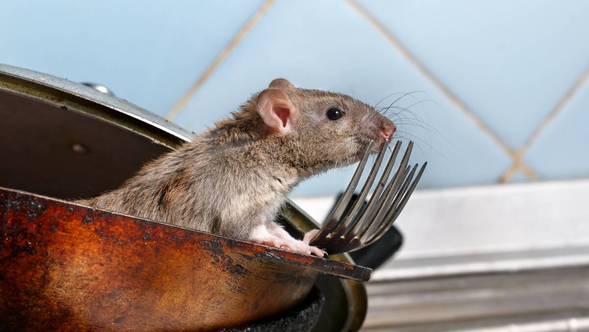 TAKE CARE: Farmers and rural residents are being warned to use mouse bait according to label instructions. Photo: Shutterstock