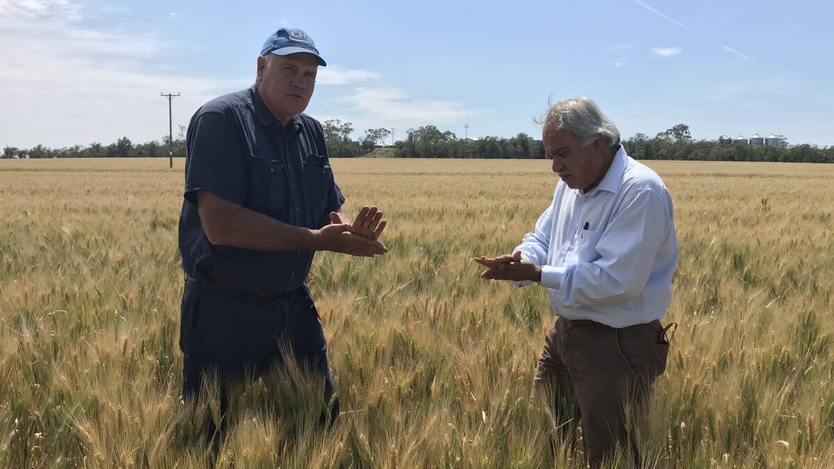 Gurley, south of Moree, farmer Peter Jackson (left) with Durum Breeding Australia's Gururaj Kadkol in a crop of DBA Bindaroi durum wheat.