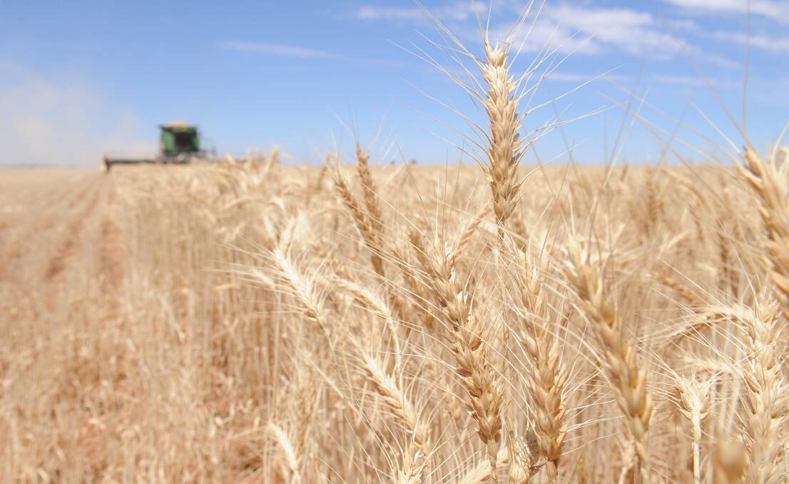 Grain production is likely to return to more normal levels this year according to ABARES.