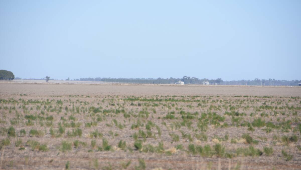The block that changed hands for over $23,000/ha recently, three kilometres north west of Horsham.