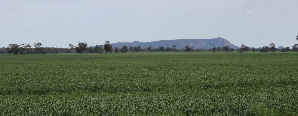 Crops in Victoria are significantly better than those further to the north at this stage. 
