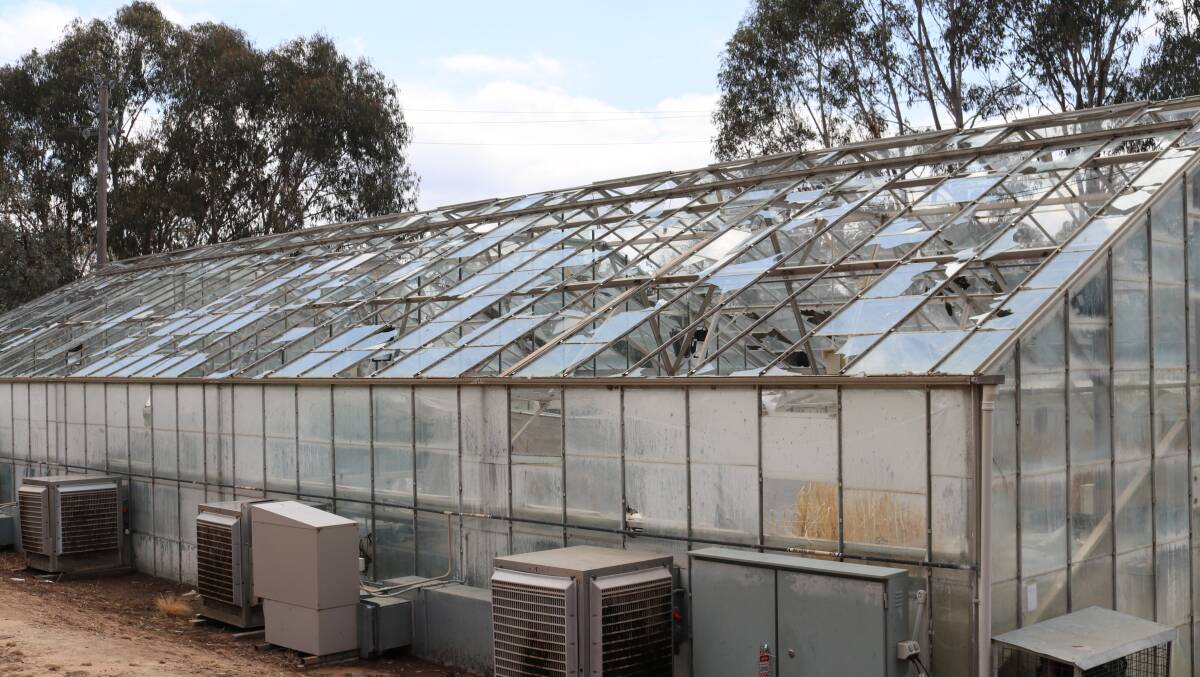 CSIRO glasshouses in Canberra were decimated by enormous hail stones during a freak storm last week.