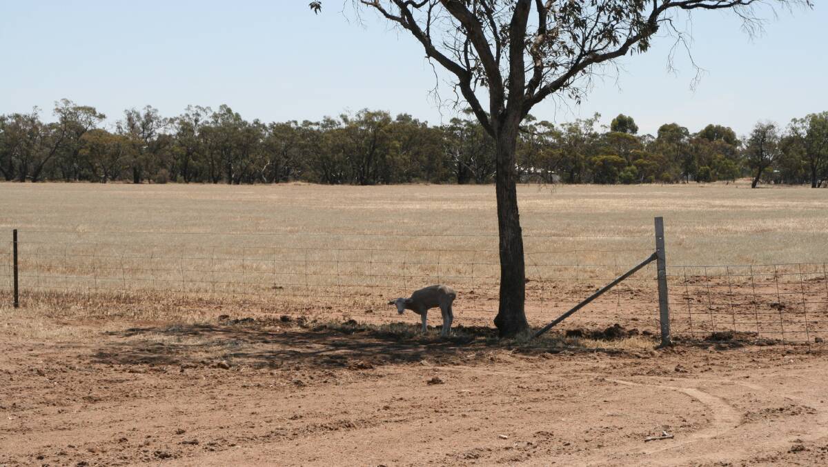 Dry conditions have hit northern NSW and Queensland hard. File photo.