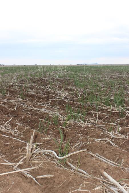 Crops in NSW have been in poor condition all year.